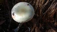 Amanita phalloides image