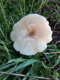 Clitocybe fragrans image