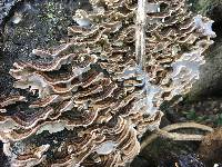 Trametes versicolor image