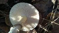 Amanita phalloides image