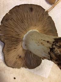 Entoloma ferruginans image