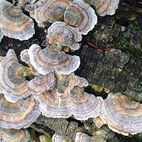 Trametes versicolor image