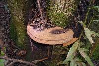 Ganoderma brownii image