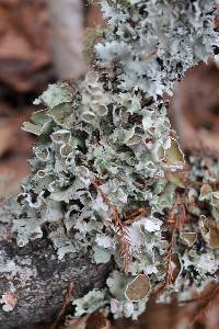 Parmotrema reticulatum image