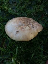 Clitocybe brunneocephala image