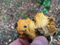 Cantharellus californicus image