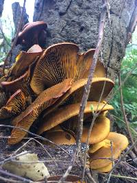 Omphalotus olivascens image