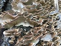 Trametes versicolor image