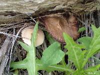 Psathyrella candolleana image