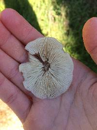 Clitocybe fragrans image