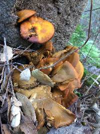 Omphalotus olivascens image