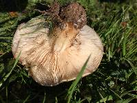 Clitocybe brunneocephala image