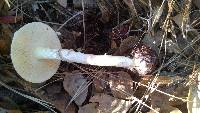 Amanita phalloides image