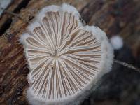 Schizophyllum commune image