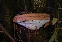 Ganoderma brownii image