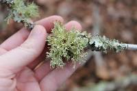 Ramalina americana image