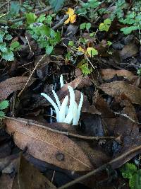 Clavaria fragilis image