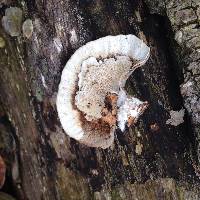 Trametes versicolor image