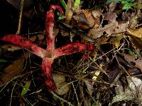 Clathrus archeri image