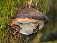 Fomitopsis pinicola image