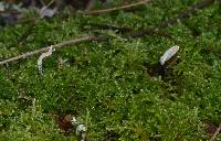 Xylaria hypoxylon image