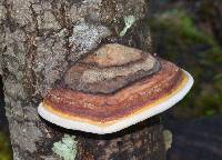 Fomitopsis pinicola image