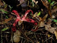 Clathrus archeri image