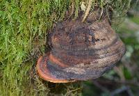 Fomitopsis pinicola image