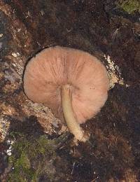 Pluteus exilis image