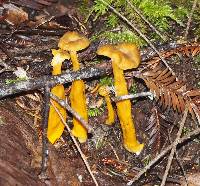 Craterellus tubaeformis image