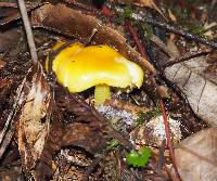 Hygrocybe chlorophana image