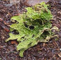 Lobaria pulmonaria image