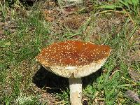 Amanita muscaria image