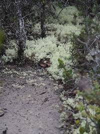 Cladonia rangiferina image