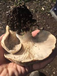 Pleurotus eryngii image