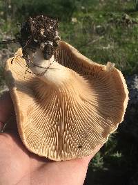 Pleurotus eryngii image