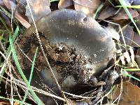 Entoloma ferruginans image