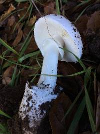 Amanita ocreata image