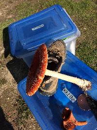 Amanita muscaria subsp. flavivolvata image