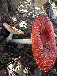 Amanita muscaria image