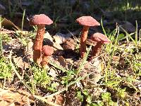 Laccaria amethysteo-occidentalis image