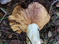 Lactarius alnicola image