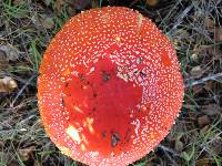 Amanita muscaria subsp. flavivolvata image