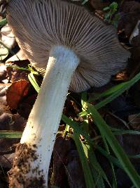 Entoloma ferruginans image