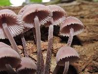 Mycena haematopus image