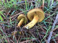 Image of Cortinarius thiersii