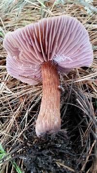 Laccaria amethysteo-occidentalis image