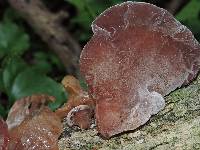 Auricularia auricula-judae image