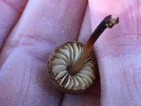 Marasmius plicatulus image