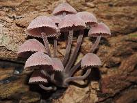 Mycena haematopus image